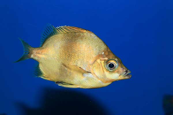 (Pentaceros japonicus)