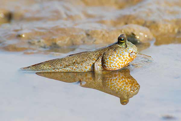 (Periophthalmodon schlosseri)