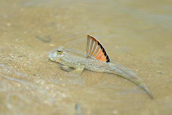 (Periophthalmus chrysospilos)