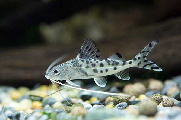 Mandi mały (Pimelodus pictus)