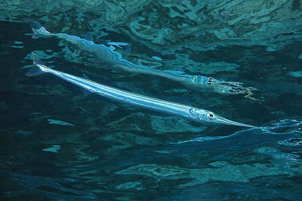 (Platybelone argalus)