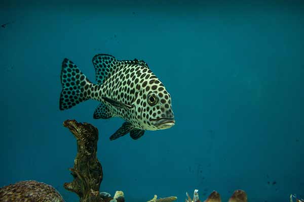 (Plectorhinchus chaetodonoides)