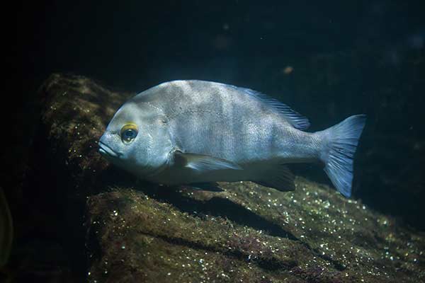 Parma (Plectorhinchus mediterraneus)