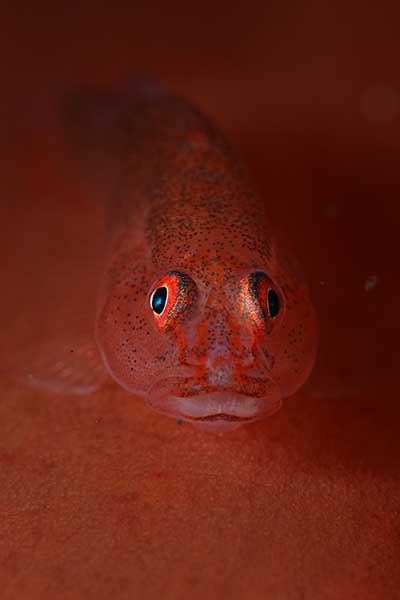 (Pleurosicya labiata)