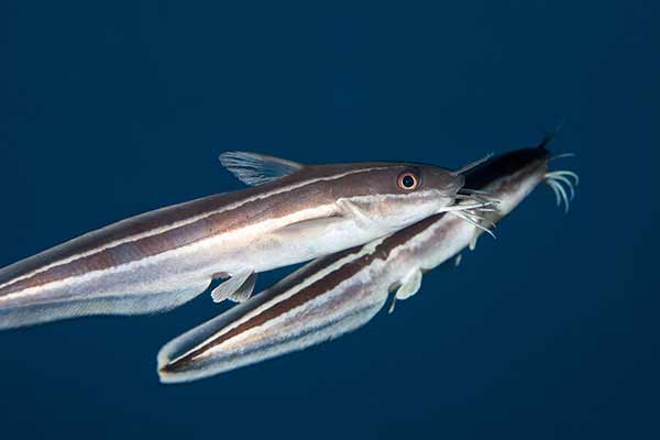 Mały sumik koralowy (Plotosus lineatus)