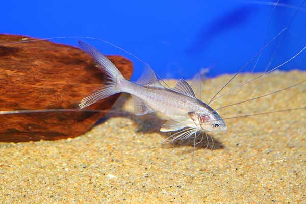 (Polynemus melanochir)