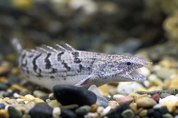 (Polypterus delhezi)