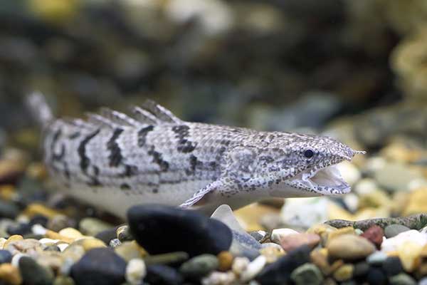  (Polypterus delhezi)