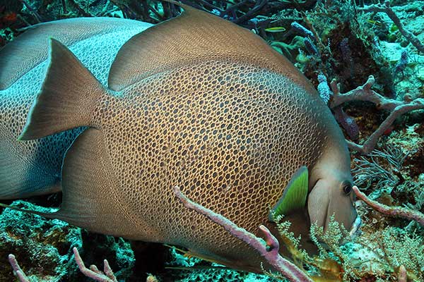 Ustniczek francuzik (Pomacanthus arcuatus)