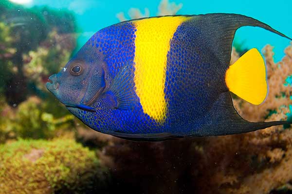 (Pomacanthus asfur)