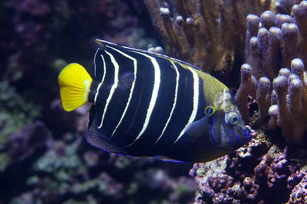 Ustniczek białopręgi (Pomacanthus chrysurus)