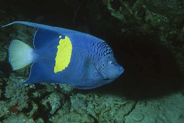 Ustniczek cętkowany (Pomacanthus maculosus)