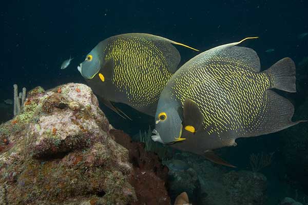 Ustniczek czarny (Pomacanthus paru)