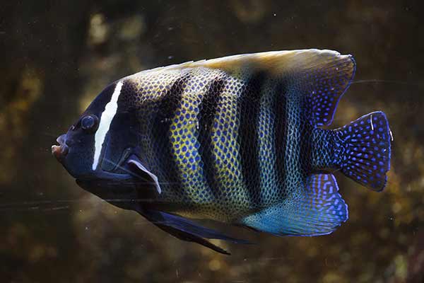 (Pomacanthus sexstriatus)