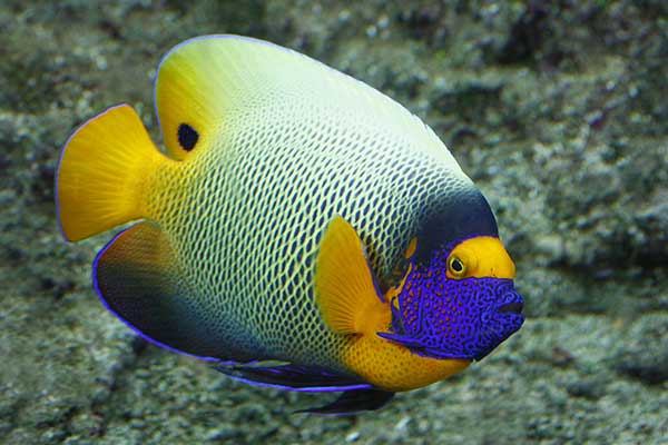 Ustniczek żółtooki (Pomacanthus xanthometopon)