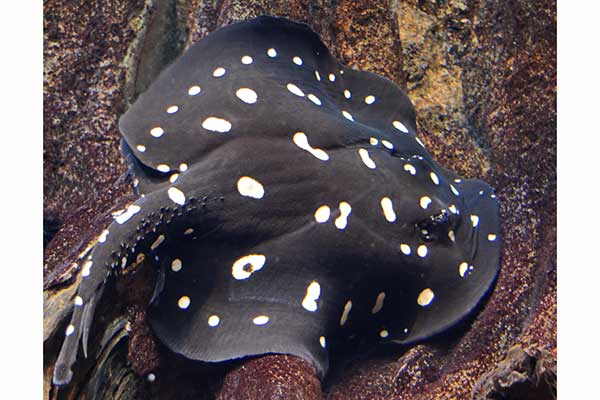 Płaszczka wielkozębna (Potamotrygon leopoldi)