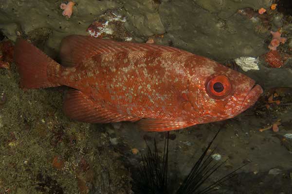 Latarnik hamrur (Priacanthus hamrur)