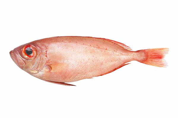 (Priacanthus macracanthus)