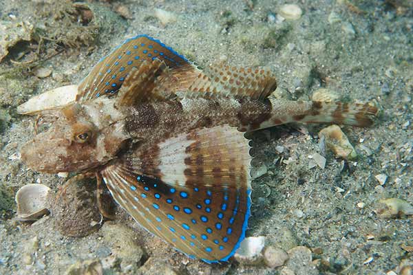 (Prionotus roseus)