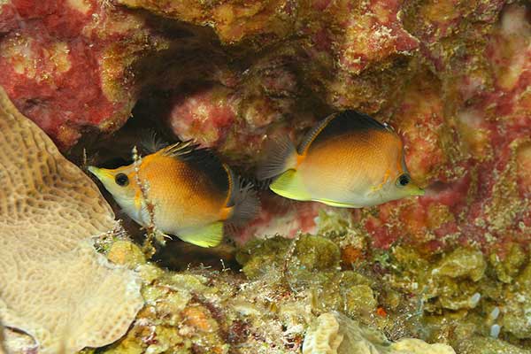(Prognathodes aculeatus)