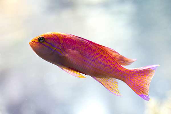 (Pseudanthias bimaculatus)