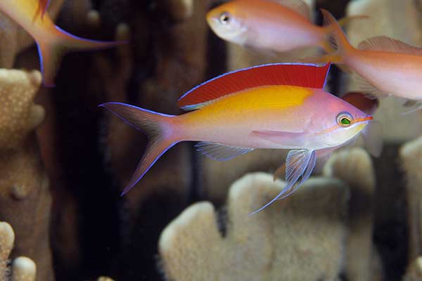  (Pseudanthias dispar)