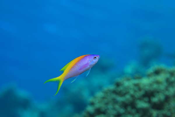 (Pseudanthias evansi)