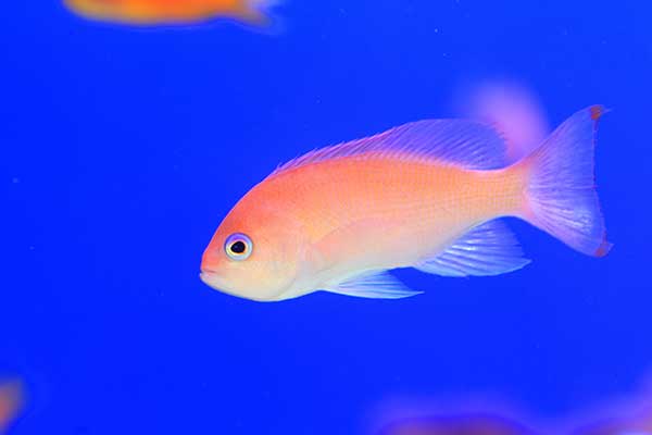 (Pseudanthias hypselosoma)
