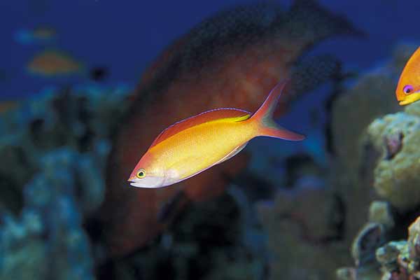 (Pseudanthias ignitus)