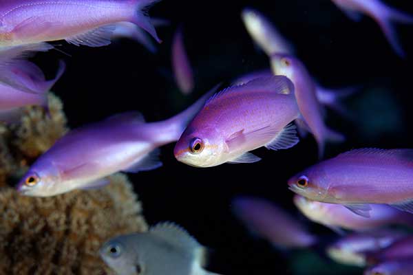 (Pseudanthias pascalus)