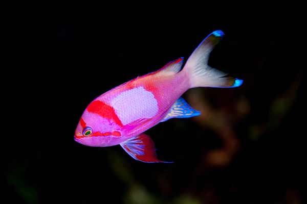 (Pseudanthias pleurotaenia)