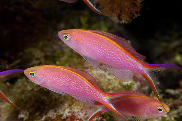 (Pseudanthias smithvanizi)
