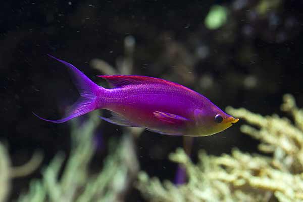 (Pseudanthias tuka)