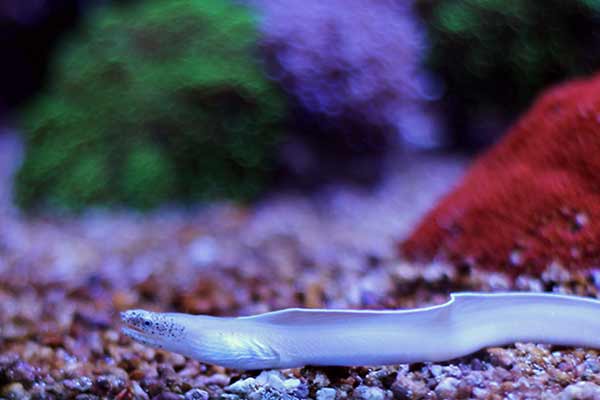 (Pseudechidna brummeri)