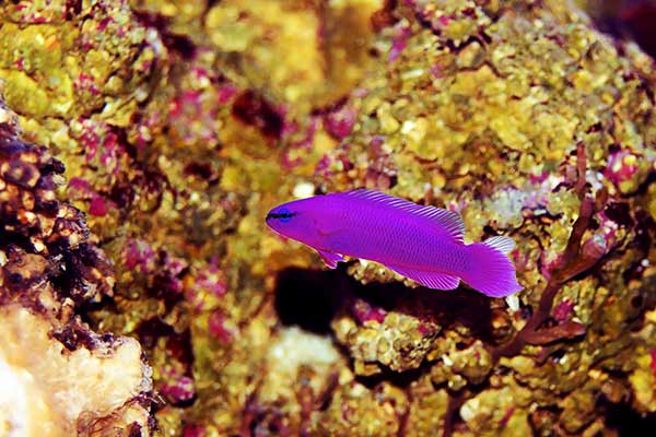 (Pseudochromis fridmani)