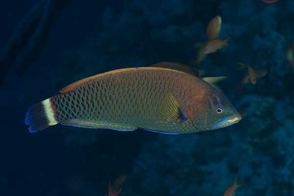 (Pseudodax moluccanus)