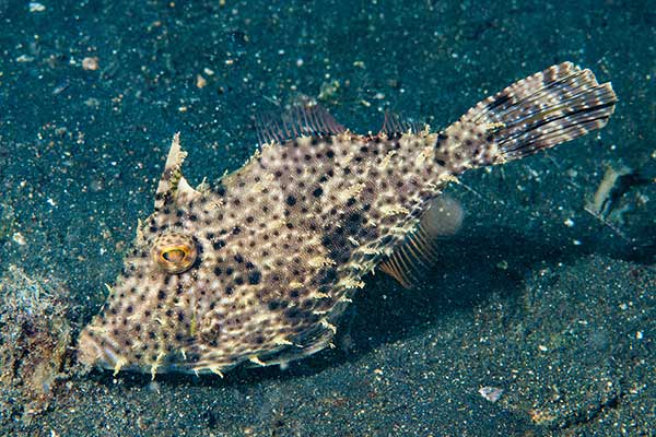(Pseudomonacanthus macrurus)