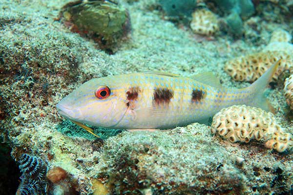 (Pseudupeneus maculatus)