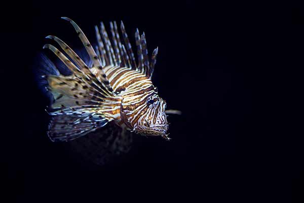 (Pterois lunulata)