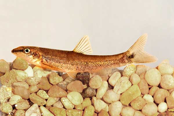 (Rhinichthys cataractae)
