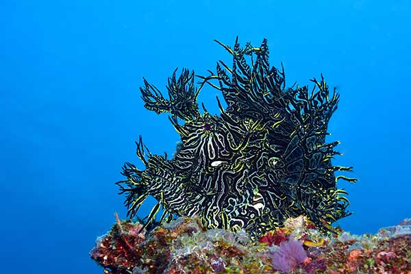 (Rhinopias aphanes)