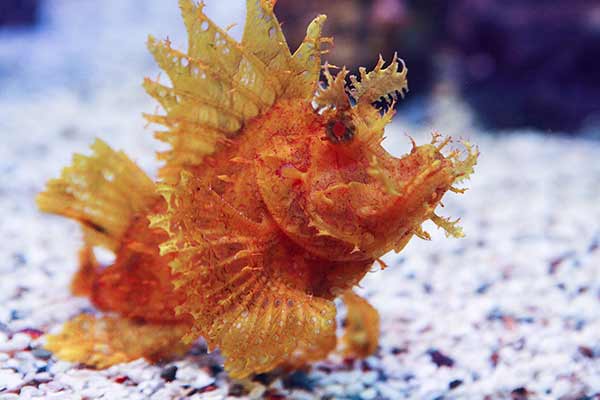 (Rhinopias frondosa)