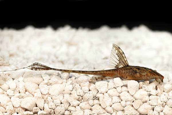(Rineloricaria lanceolata)