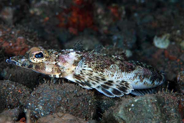 (Rogadius serratus)