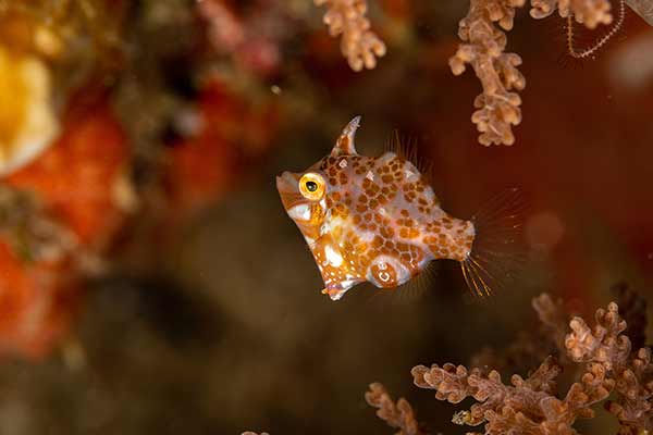 (Rudarius minutus)