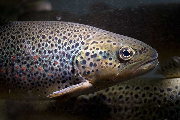 (Salmo macrostigma)