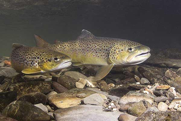 Troć (Salmo trutta)