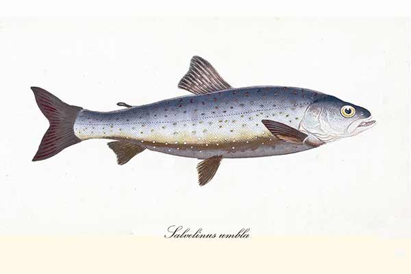 (Salvelinus umbla)