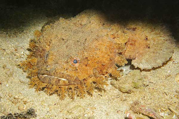 (Sanopus barbatus)
