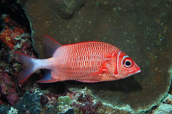 (Sargocentron caudimaculatum)